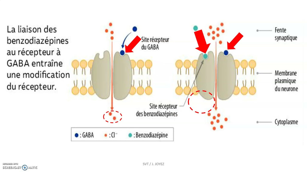 action des benzodiazépines sur les récepteurs au GABA