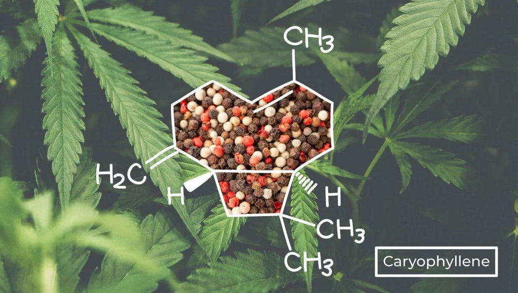 beta-caryophyllène présent dans le poivre et le cannabis