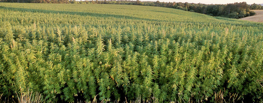 aerial view of an industrial hemp field