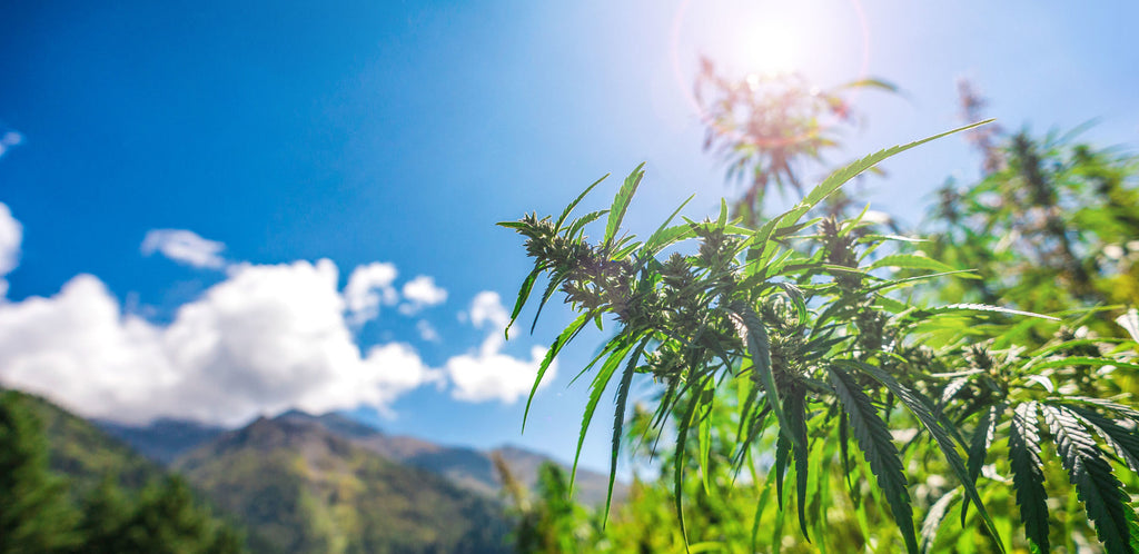 CBD flowers under a blue sky