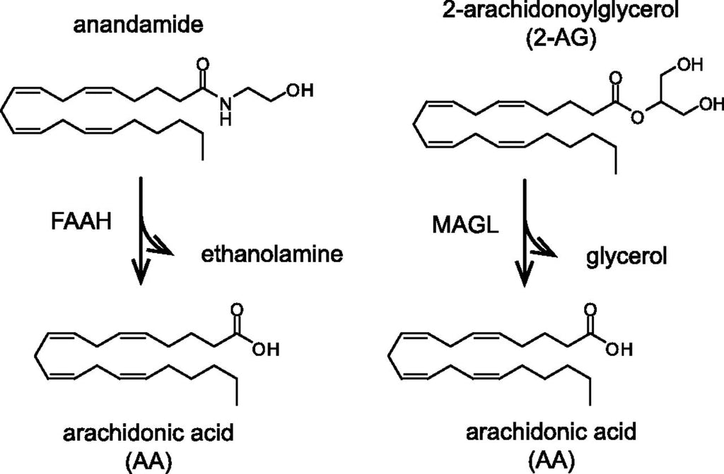 Degradation of endocannabinoids by FAAH and MAGL
