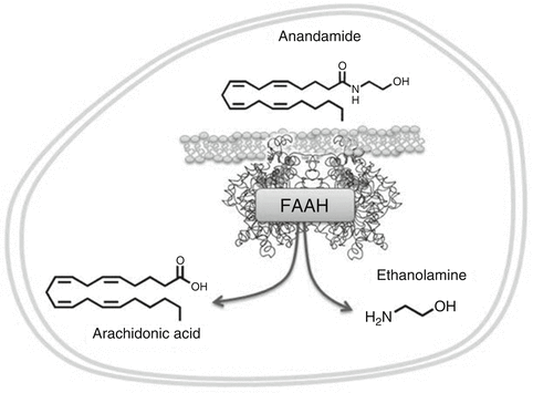 dégradation de l'anandamide par la FAAH