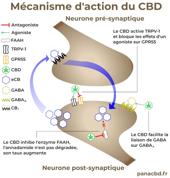 mechanism of action of CBD in the human body
