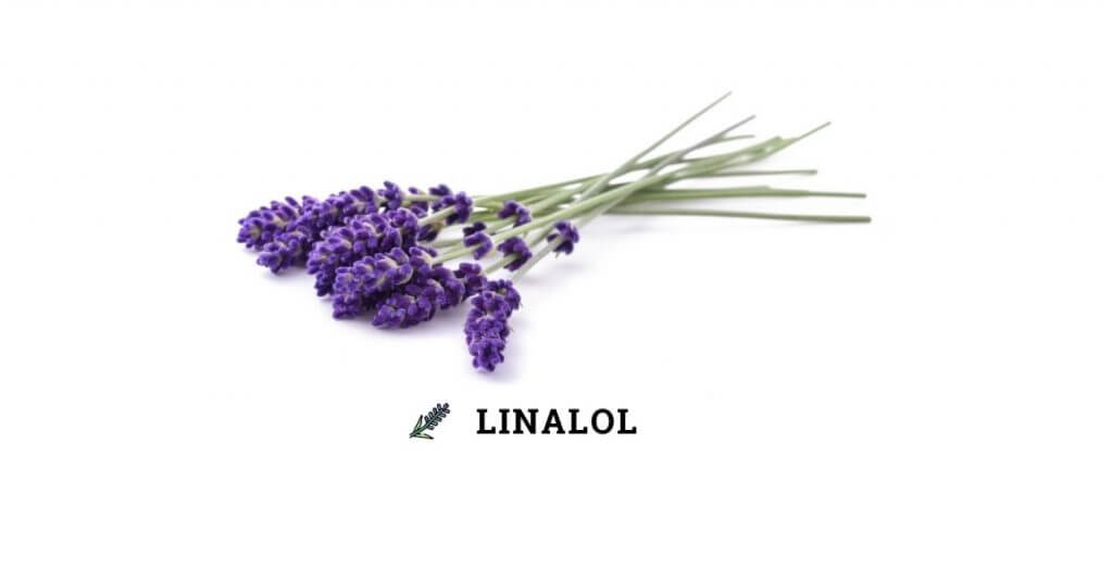 linalol, terpène apaisant fleur de CBD