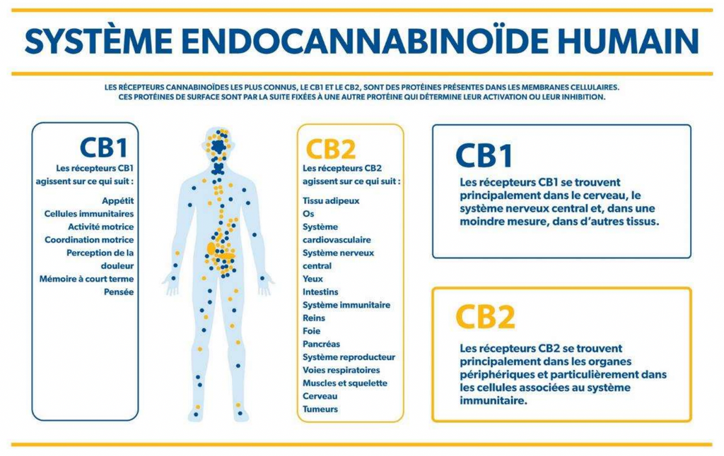 schéma du système endocannabinoïde