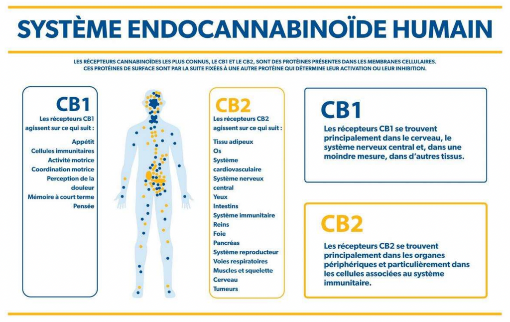 système endocannabinoïde