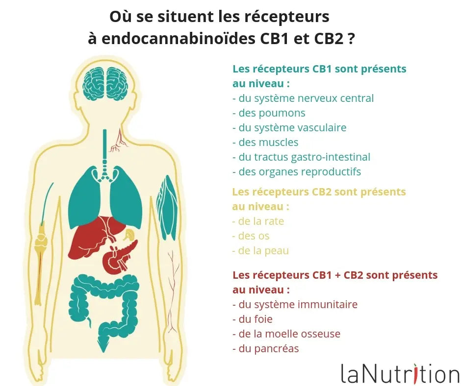 distribution of cannabinoid receptors in the human body