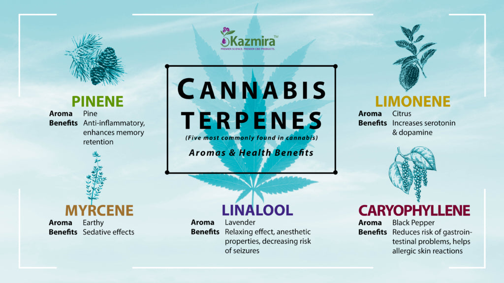 les terpènes majoritaires du cannabis