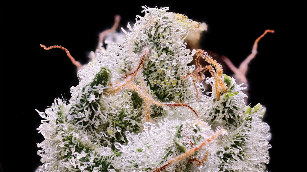 trichomes of a cannabis flower