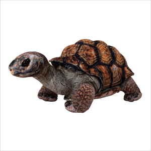 13” Desert Tortoise - Cutie Patootie