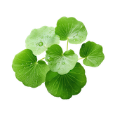 Close-up of green leaves with water droplets.