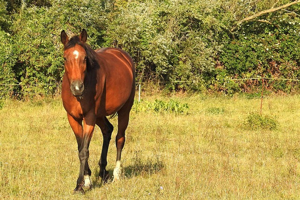 La etapa final de Horse Cushing