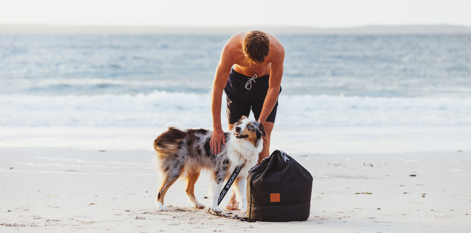 beach dog anchor