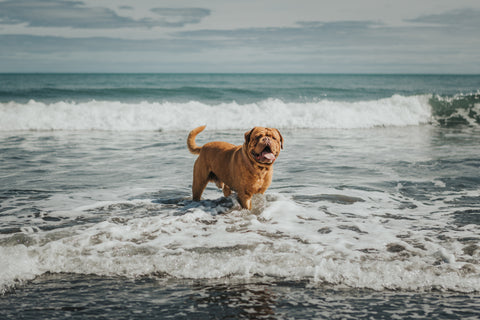 Spiderman the Dog on east end beach in New Plymouth