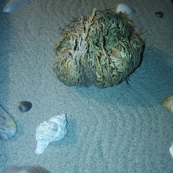 Rose of Jericho in the sand