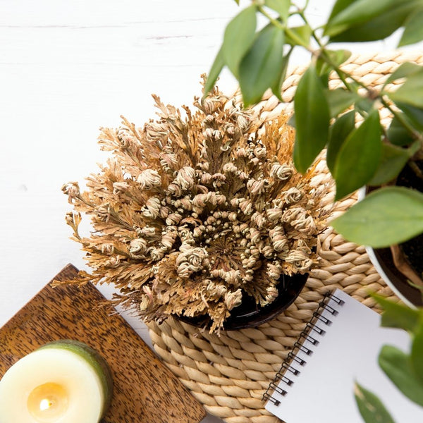 Rose of Jericho and a candle