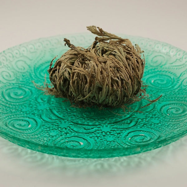 Rose of Jericho in a bowl with water