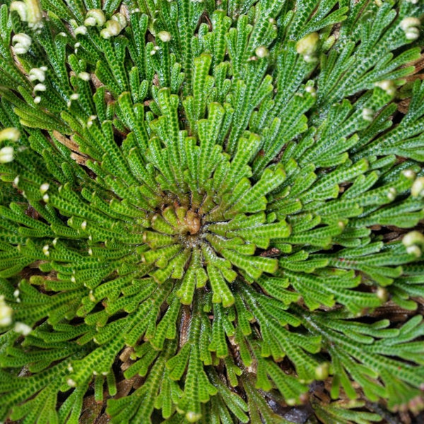 A revived Rose of Jericho