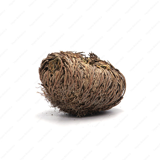 Rose of Jericho: Benefits, Uses, and Precautions