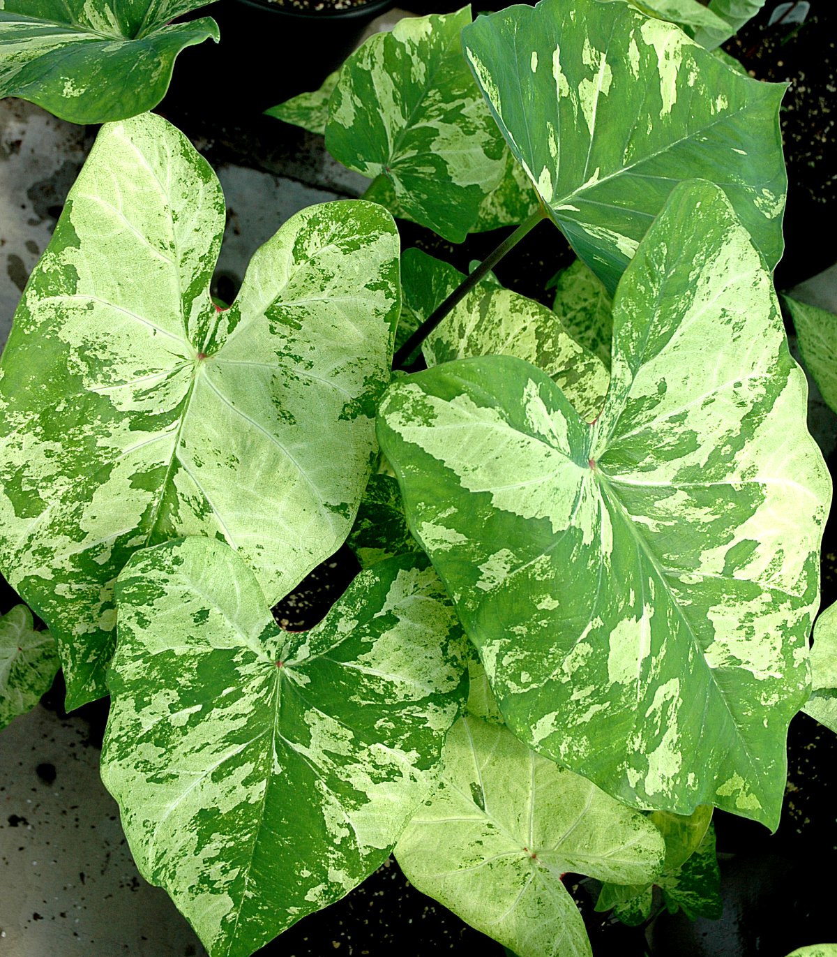 Caladium Frog In A Blender Bulbs (5 bulbs)