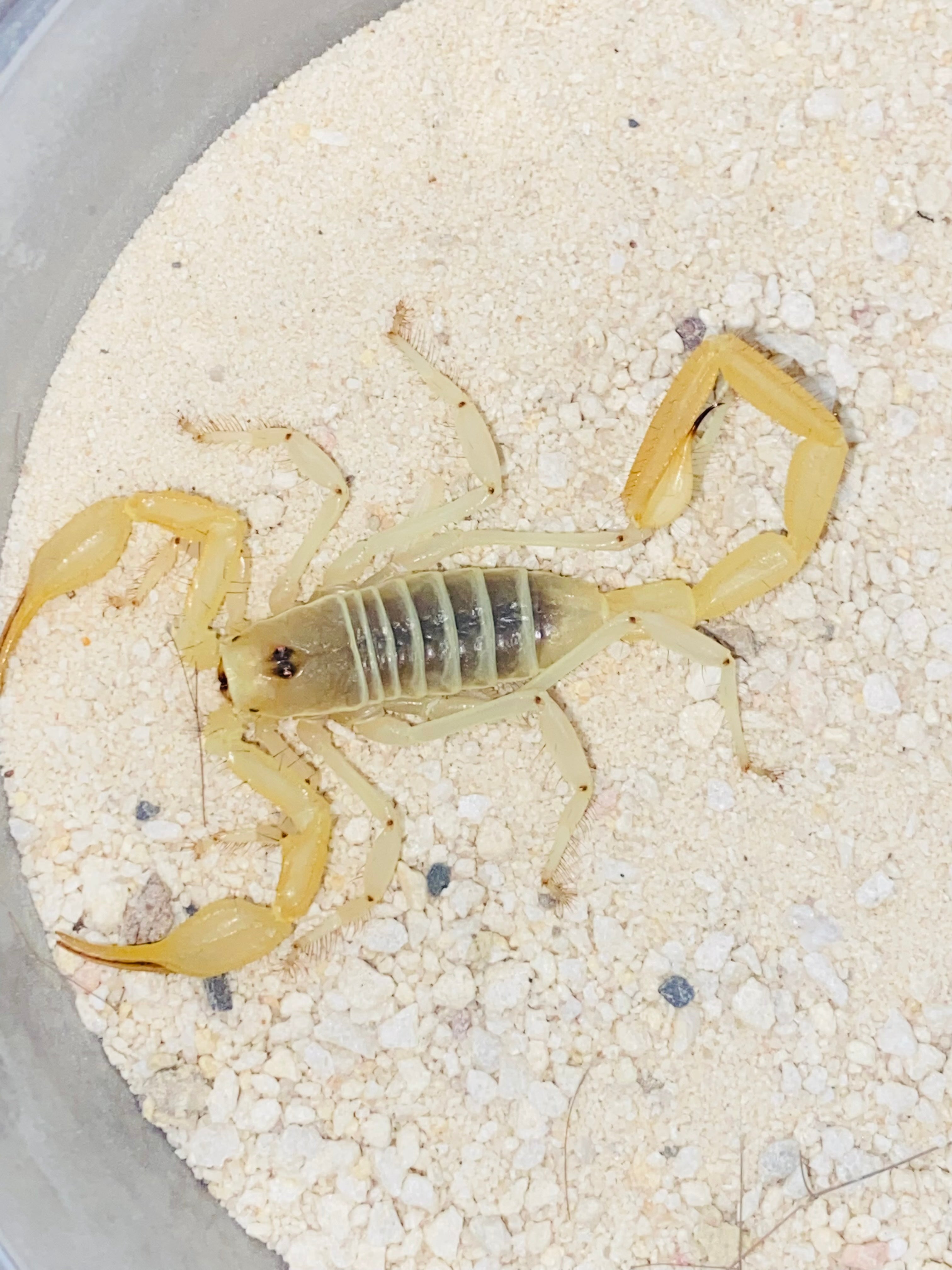 Smeringurus mesaensis (Dune Scorpion) WC unsexed