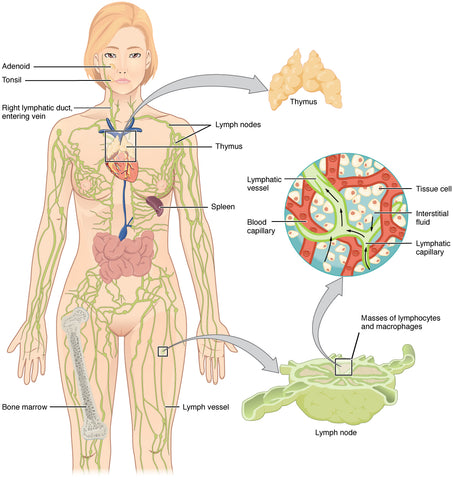 Bikenda® Lymphvity Germanium Ohrringe