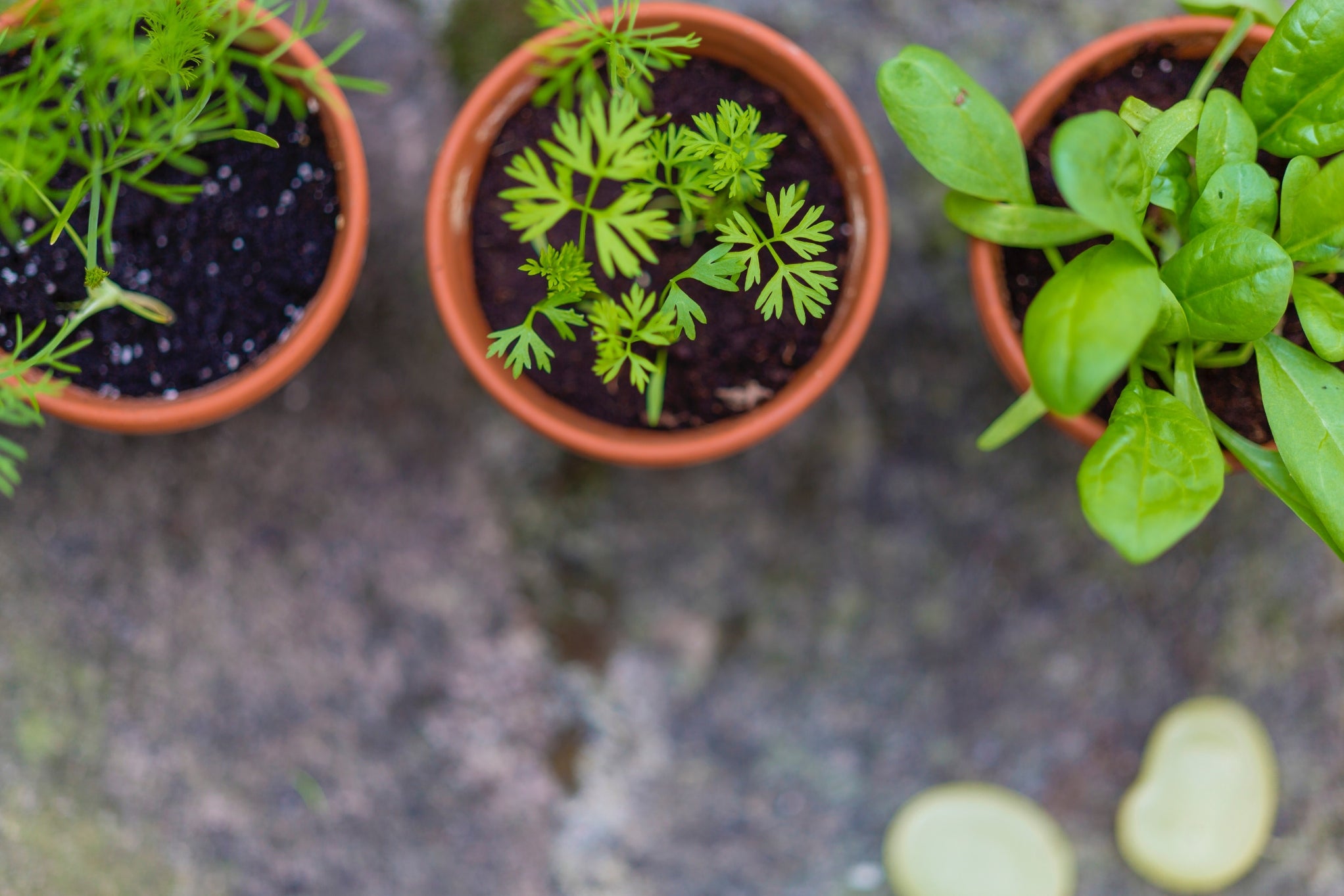 Plant pots with herbs