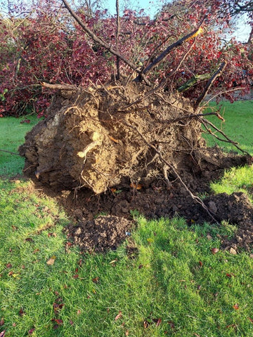 Giant tree trunk uprooted during Condicote Tornado