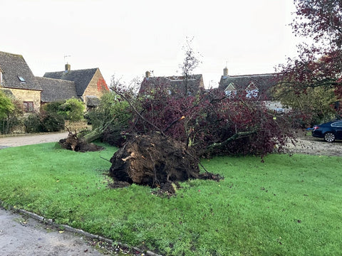 Uprooted trees following Condicote Tornado