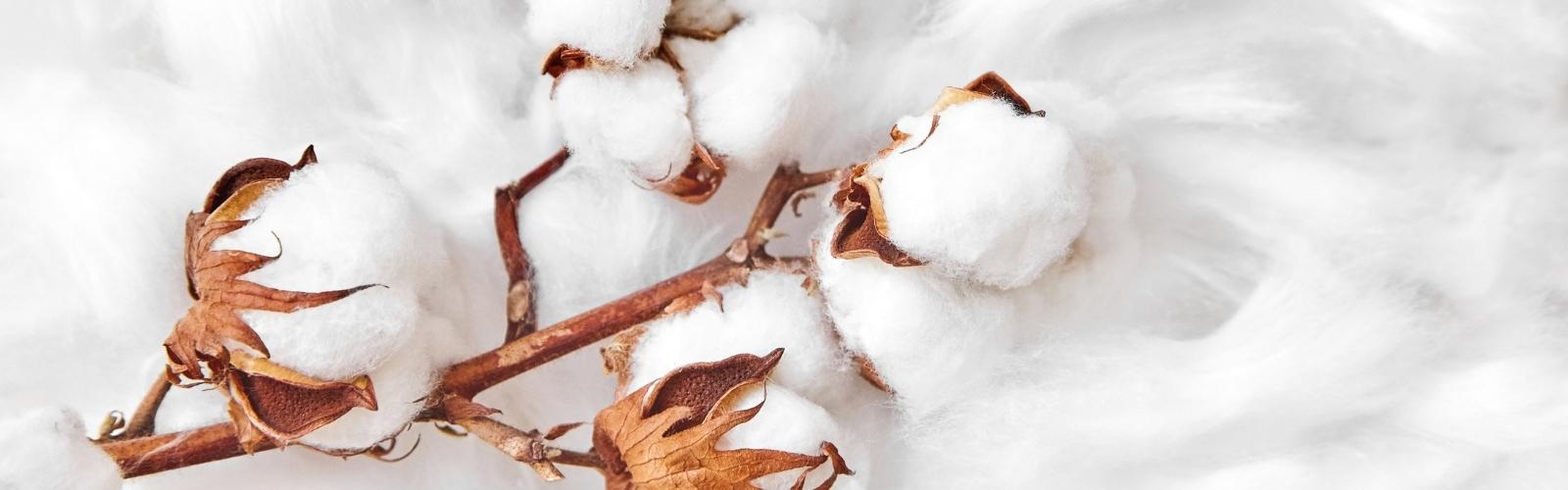 About Cotton Organic