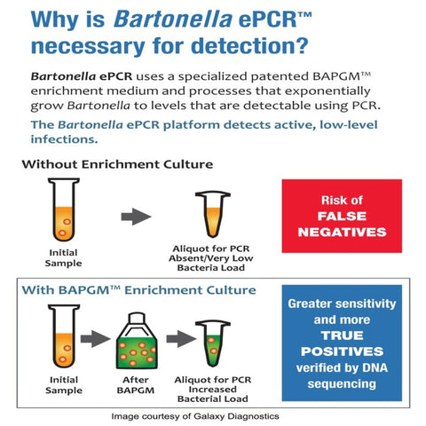 bartonella epcr explanation
