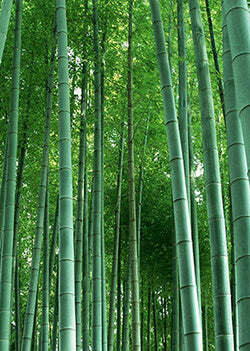 Bamboo 101