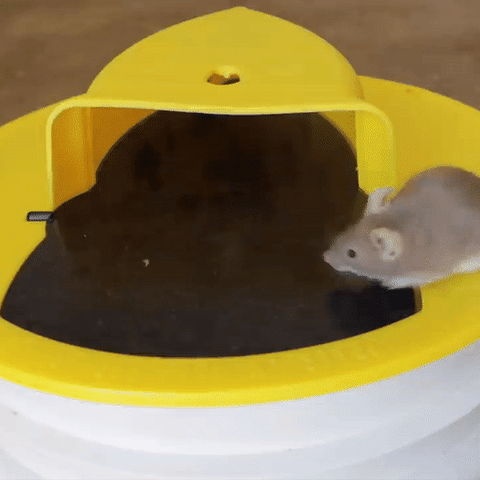Piège à rats intelligent