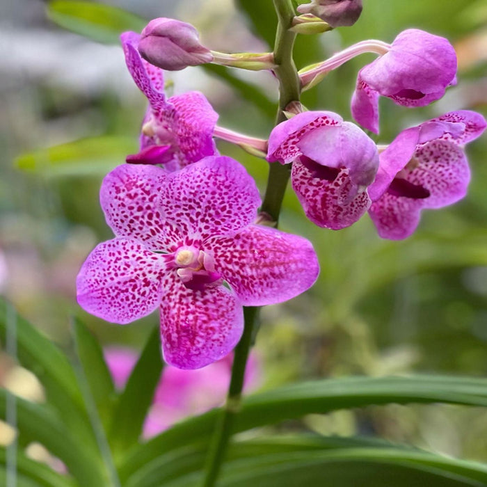 Foxtail Orchid - Vanda Hybrid - Pink - Seeding Size M — greenproplant