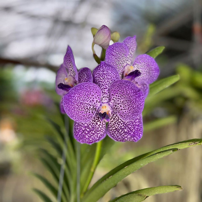 Foxtail Orchid - Vanda Hybrid - Purple - Seeding Size S — greenproplant