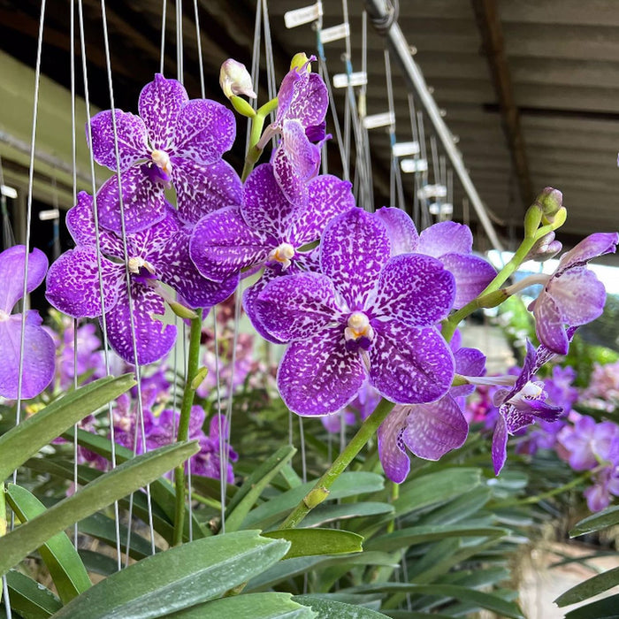 Foxtail Orchid - Vanda Hybrid - Purple - Seeding Size M — greenproplant