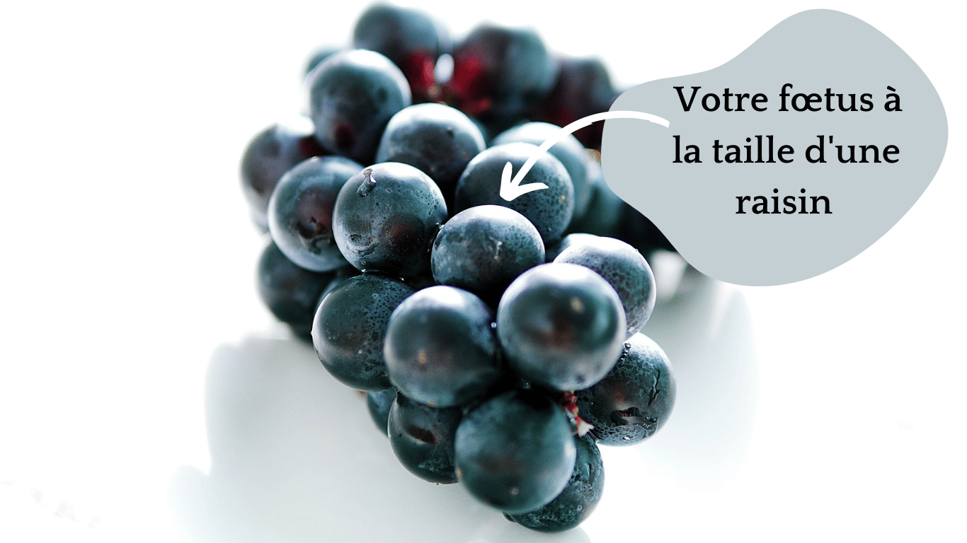 9 semaines de grossesse