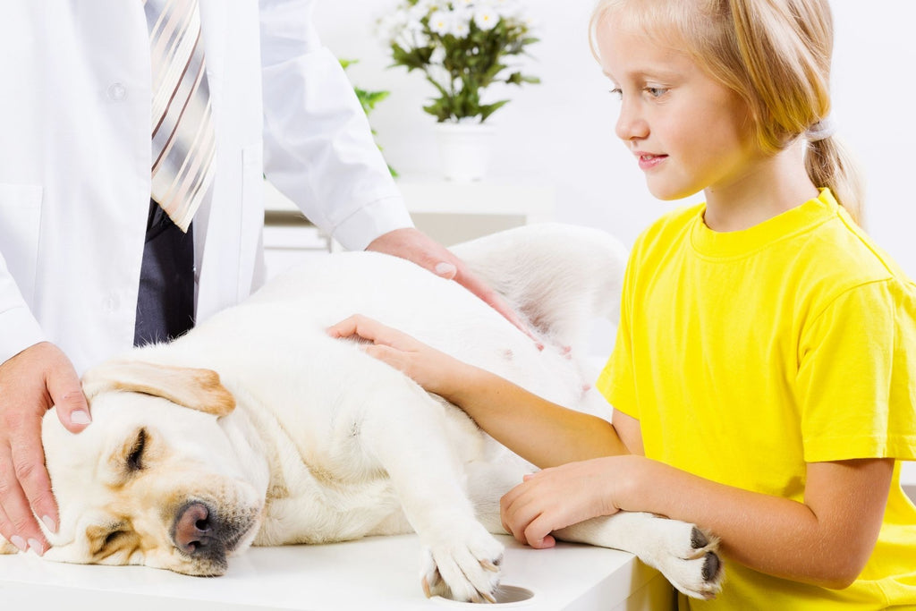 what can you give a dog for pain relief