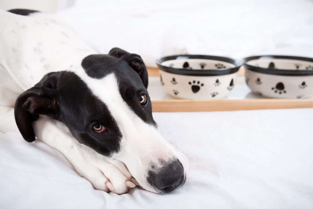 Why Is My Dog Not Eating But Drinking Water? - The Healthy Dog Co