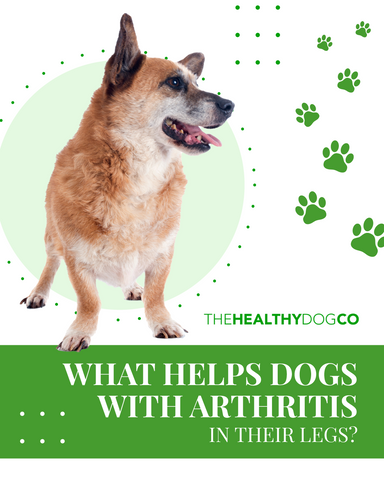 What helps dogs with arthritis in their legs?