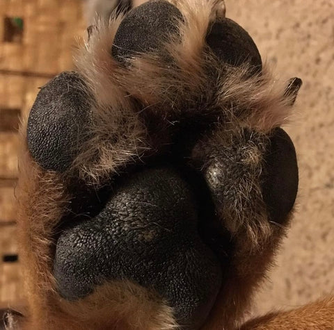 Dog paw hyperkeratosis