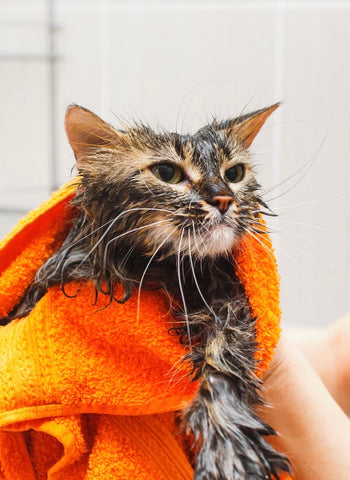 Add a towel to your cat first aid kit