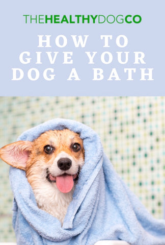 The Healthy Dog Co | How to give your dog a bath