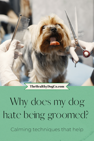 Why does my dog hate being groomed? Calming techniques that help