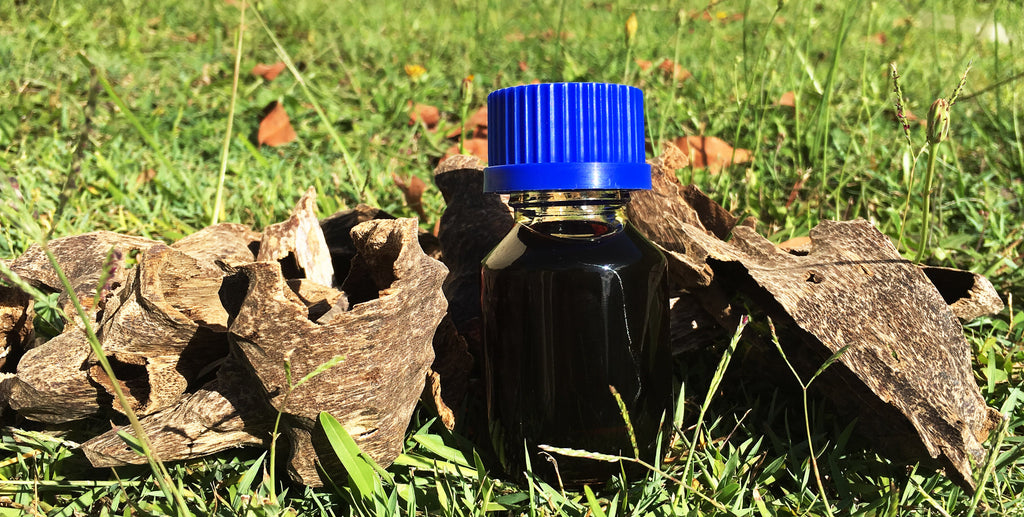 Agarwood (Oud) essential oil: liquid gold in fragrance & perfume