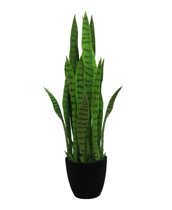 Planta Lengua de Suegra 90cms – Dubaideco