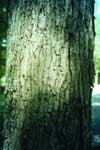 Bark of Red Maple