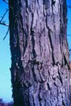 Bark of Silver Maple