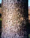 Bark can often be an identifying characteristic of trees