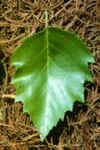 Leaf of river birch